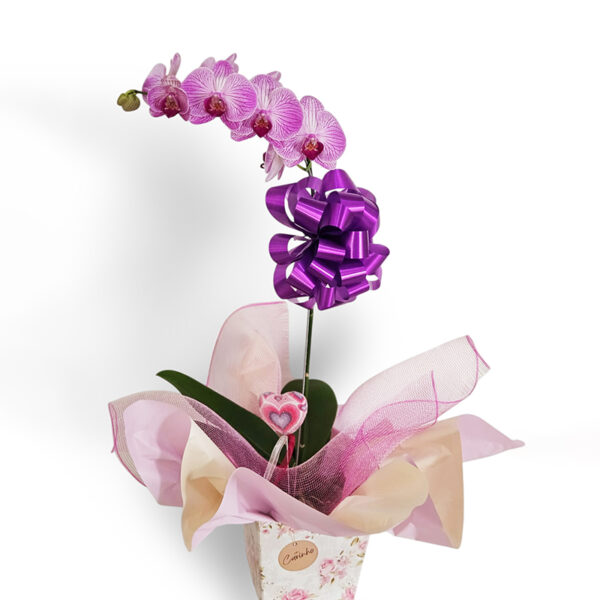 Orquídea lilás