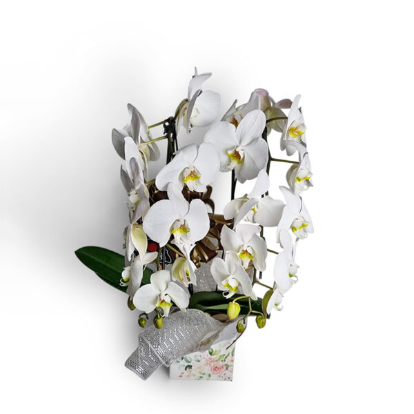 orquídea