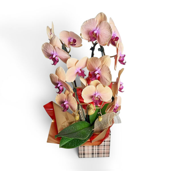 Orquídeas