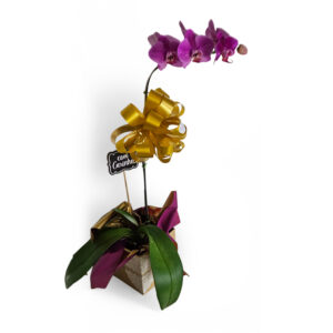Orquídeas