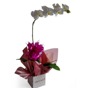 Orquídea