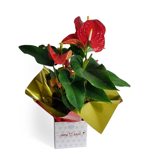 Vaso de flor antúrio pra presentear ou decorar seu ambiente
