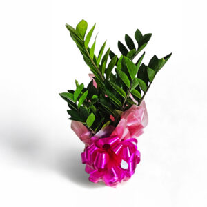 Zamiocuca a flor da fortuna